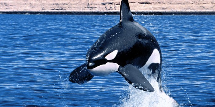 1600x1200 Index of /Library/Images/Slideshows/Gallery/Fauna/Cetaceans