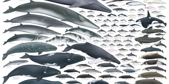 2850x1973 Whales of the World Poster by Uko Gorter Natural History Illustration