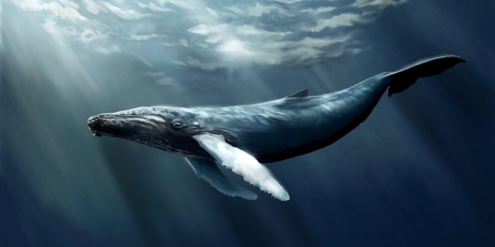 2560x1600 Humpback Whale Wallpapers