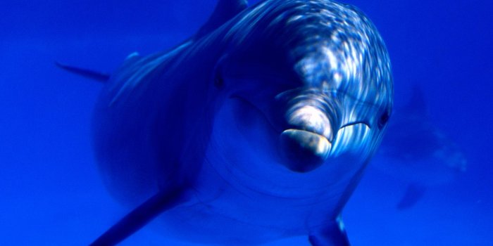 1600x1200 Index of /Library/Images/Slideshows/Gallery/Fauna/Cetaceans