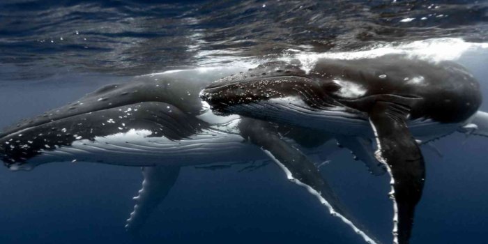 1920x1200 Humpback Whale Wallpapers