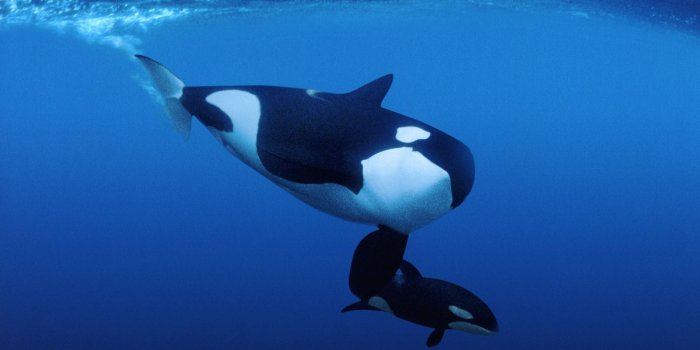 1600x1069 killer whales wallpapers Pets Cute and Docile 1200×874 Images Of