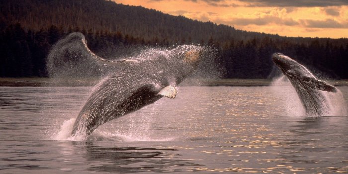 1920x1080 71+] Humpback Whale Wallpaper on WallpaperSafari