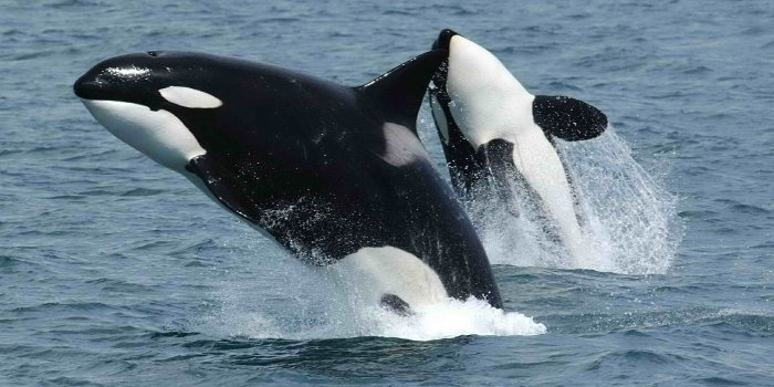 1920x1276 Top 10 Facts About Whales, Dolphins and Porpoises