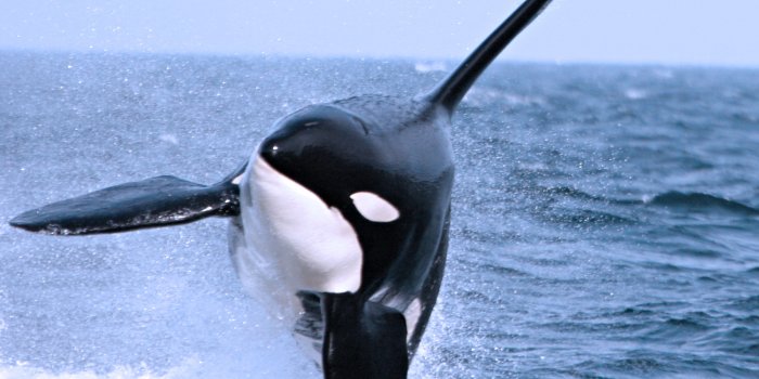 1500x1398 Index of /Library/Images/Slideshows/Gallery/Fauna/Cetaceans