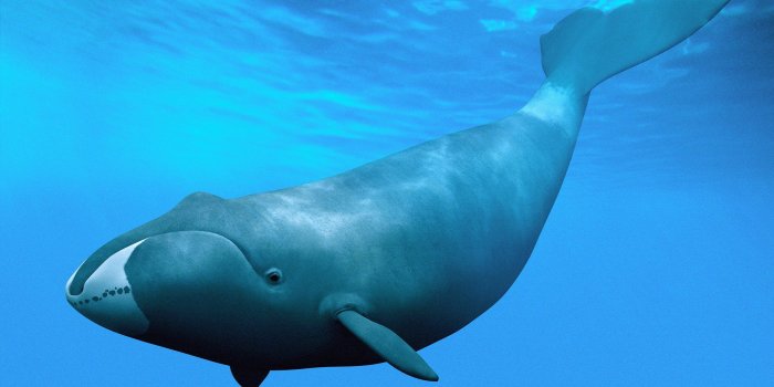 2048x1536 Whales….Will They Be Here In The Future? |