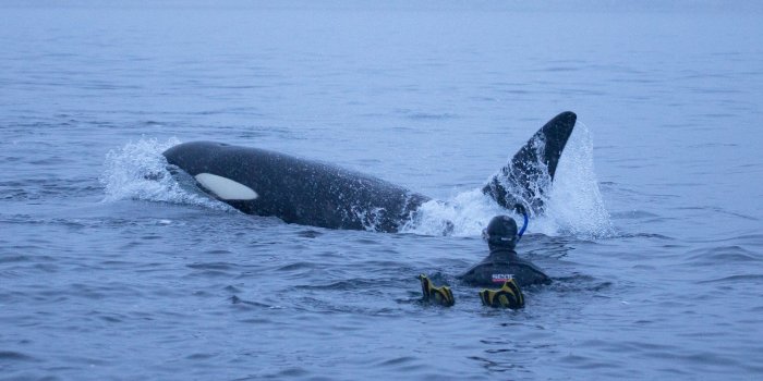 1920x1080 Swim with Killer Whales under the Northern Lights - Natural World