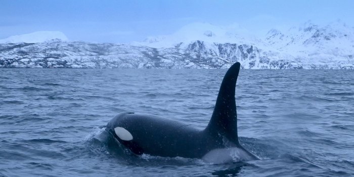 2048x1536 Whale intelligence continues to amaze and dumbfound scientists | The