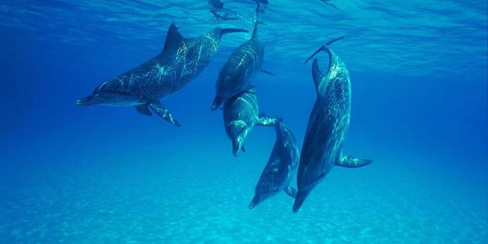 1024x768 The Science behind the UN's Recognition of Culture in Cetaceans