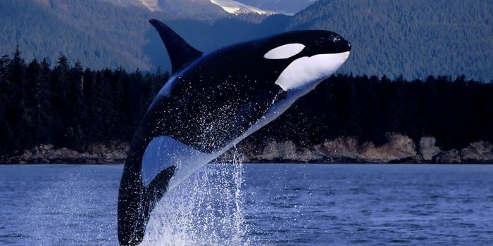 1600x1000 Orca Whales - Nancy Windheart