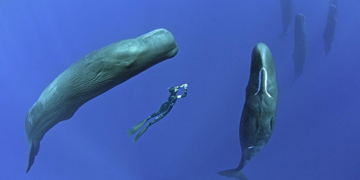 1200x800 Cetaceans Keep an Eye Open | CNRS News