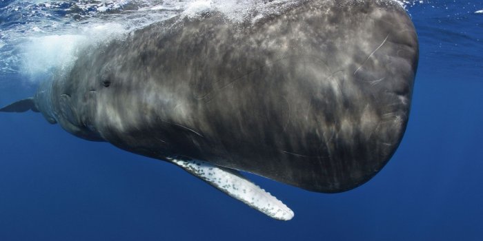 1920x1080 Ocean Giants | Going Aquatic: Cetacean Evolution | Nature | PBS