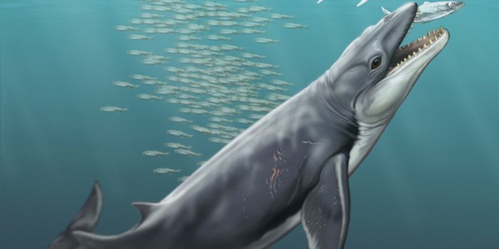 1920x1440 Archaic Whales were Ferocious Predators, New Research Shows