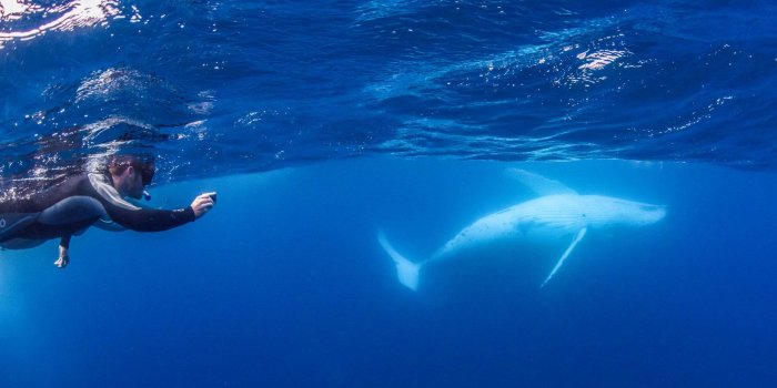 1920x1080 How tour operators are helping whale conservation efforts