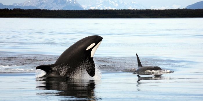 1280x800 Act now to protect the Southern Resident Killer Whales