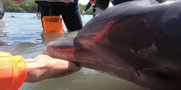 1920x1080 Dolphin calf freed from fishing line, swims away with mom