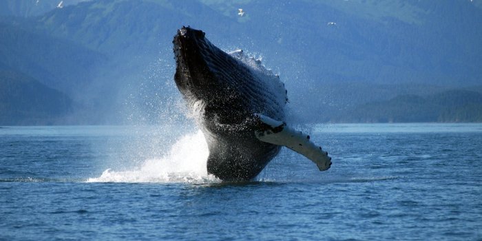 1400x1050 Whales, ships more common through Bering Strait | UW News