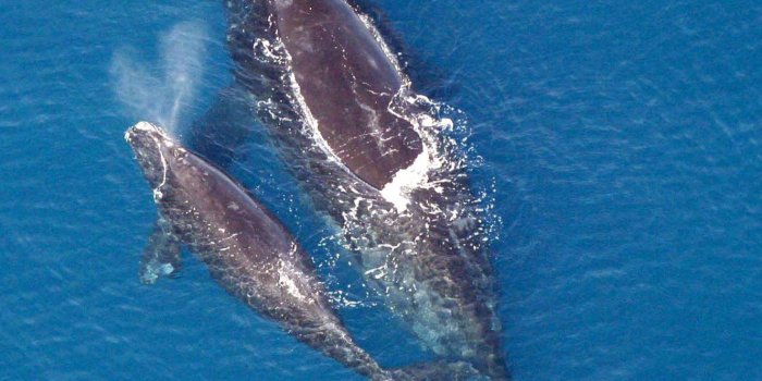 1329x1486 Types of Whales - Whale Species