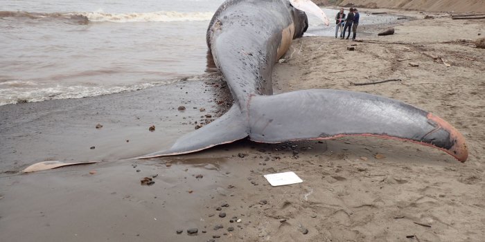 2048x1536 More than 80 whales killed by ship collisions every year, study says