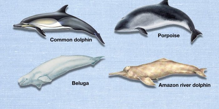 1024x768 Cetaceans Keep an Eye Open | CNRS News