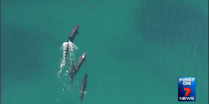 2560x1440 Watch: False Killer Whales Hunt Down a Shark - D-brief