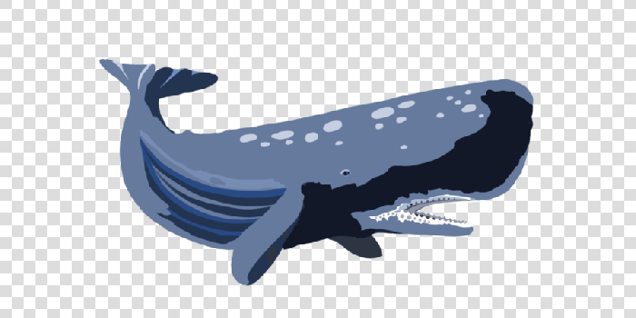900x900 Download Desktop Wallpaper Whales Portable Network Graphics Porpoise