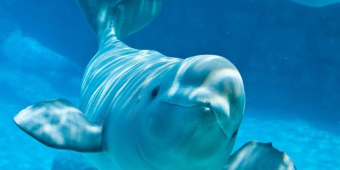 1600x1479 Beluga Whales Wallpaper