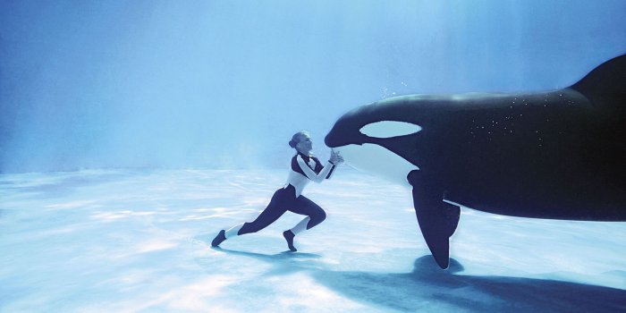 1920x1080 Will we See a World Without SeaWorld? | The Good, the Bad, and the Ugly