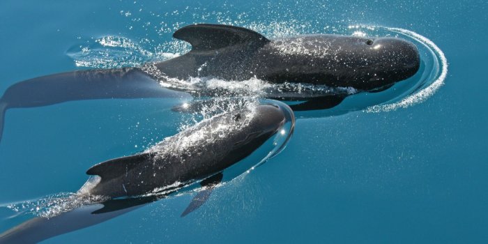 1600x900 Whale-watching sites: Best places around the world | CNN Travel