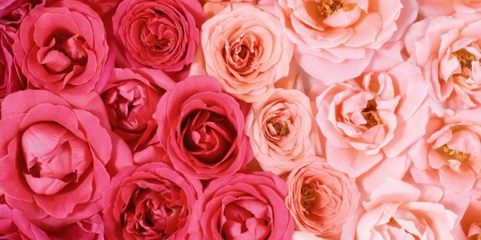 1680x1050 Pink roses desktop wallpaper 12227 | Flowers & Butterflies | Pink