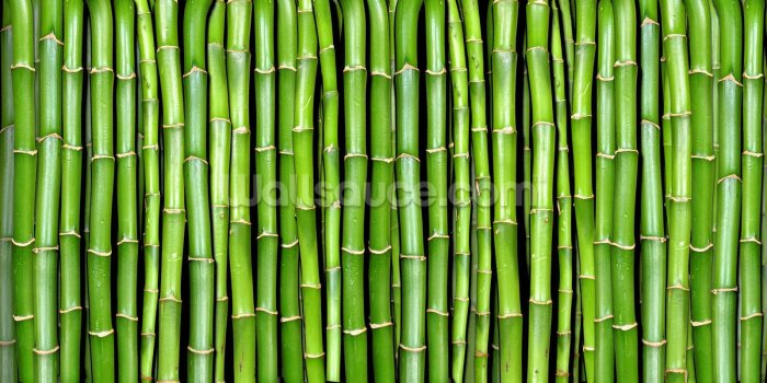 1600x800 Bamboo