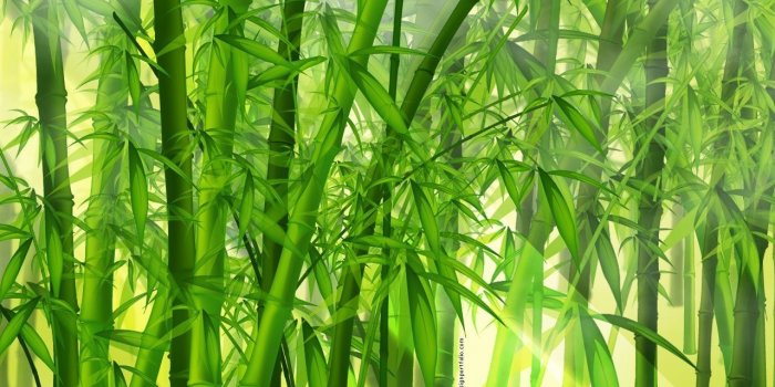 1280x720 bamboo wallpapers WallpaperUP 1920×1080 Bamboo Wallpaper (38