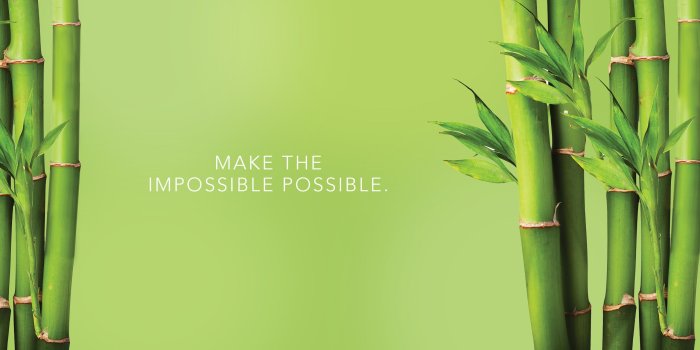2560x1441 Bamboo Wallpaper 4 - 2560 X 1441