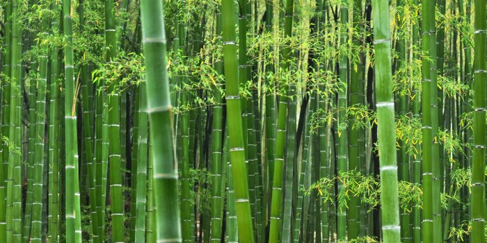 2560x1600 Bamboo wallpaper | 2560x1600 | #80621