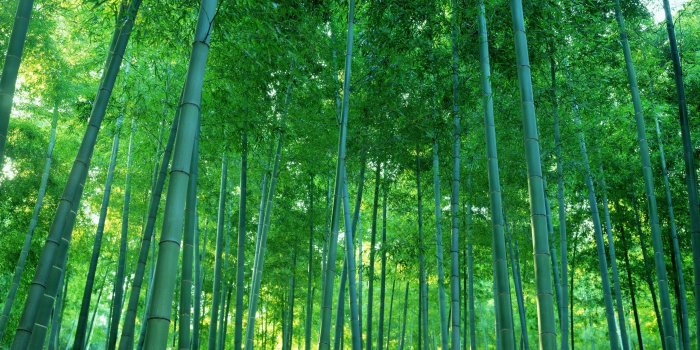 2560x1600 HD Bamboo Wallpapers HD Wallpapers Tablet Amazing Artworks 4k