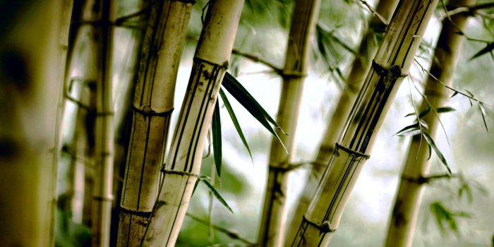 2960x1850 99 Bamboo HD Wallpapers | Background Images