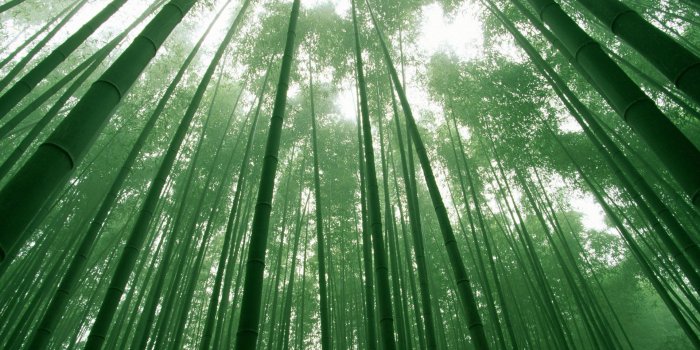 1920x1200 Bamboo wallpaper | 1920x1200 | #43708