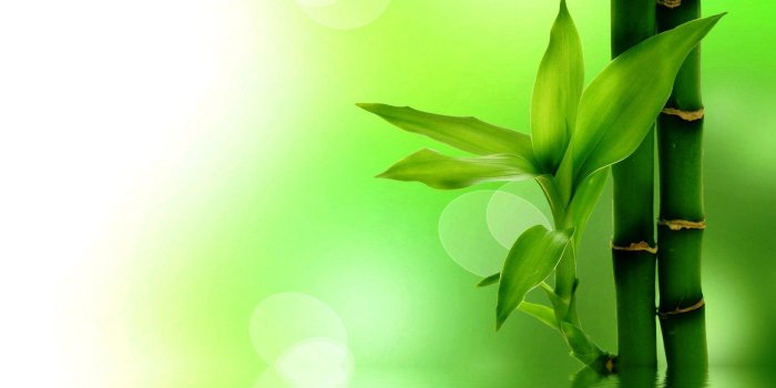 1920x1080 Green Bamboo Wallpapers