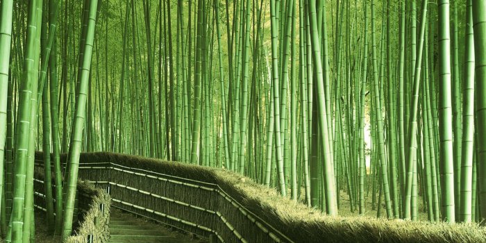 1920x1200 Bamboo HD Wallpaper, Background Images