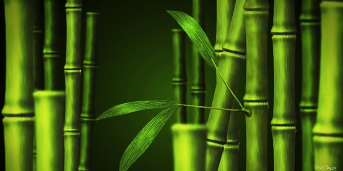 1920x1080 HQ Definition Wallpapers: Bamboo for PC (26+)