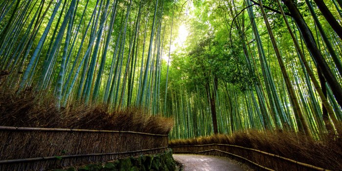 5120x2160 Bamboo Wallpaper 7 - 5120 X 2160