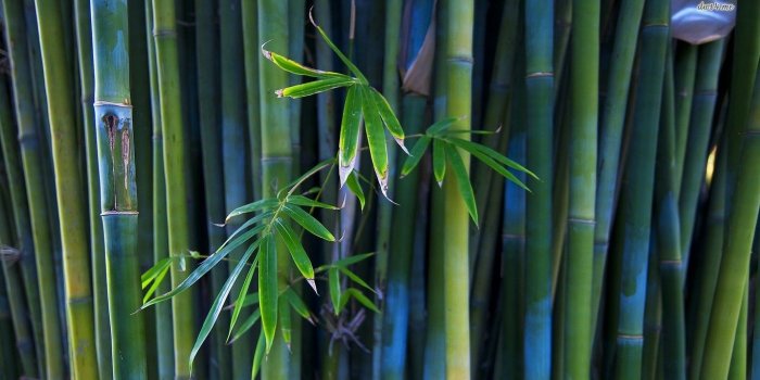 1366x768 Bamboo wallpaper - Nature wallpapers - #10168
