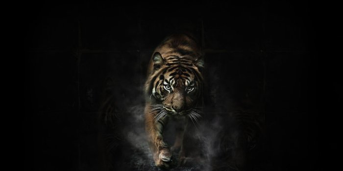 1920x1200 Animals Leopard Wallpapers HD Images $ New Pictures For Free