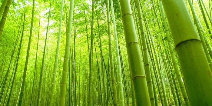 1600x900 Bamboo wallpaper | 1600x900 | #43693