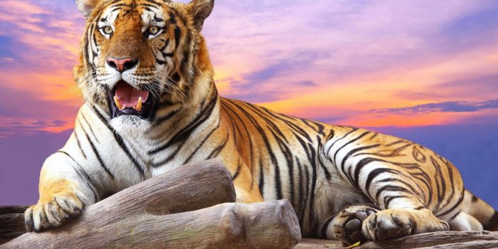 1920x1080 76+ Tiger Hd Wallpapers on WallpaperPlay