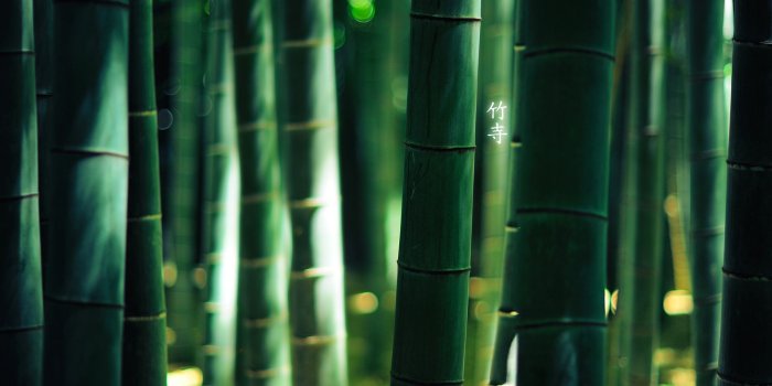 1920x1080 Bamboo HD Wallpaper #6935956