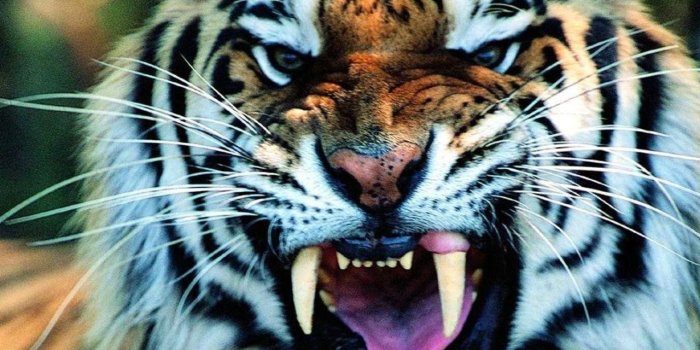 1280x1024 1449 Tiger HD Wallpapers | Background Images