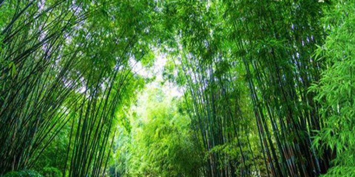 1000x1000 US $9.99 50% OFF|Bamboo Photo Mural 3D Landscpe Wallpaper Bedroom Living  Room Wall Decor Textured Wallpaper-in Wallpapers from Home Improvement on 