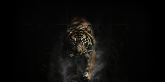 1244x700 Tiger Wallpapers - Top Free Tiger Backgrounds - WallpaperAccess