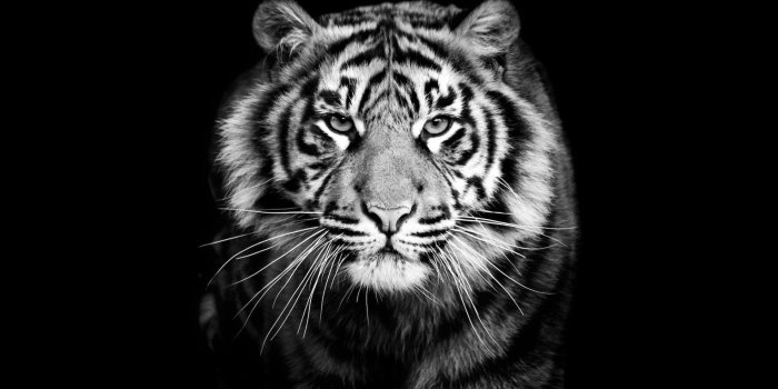 1920x1200 Black and White Tiger Wallpaper (60+ images)